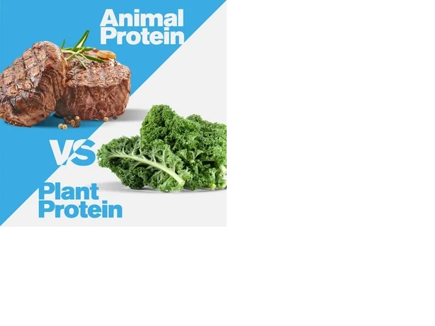 Animal vs. Plant Protein What is the Difference?